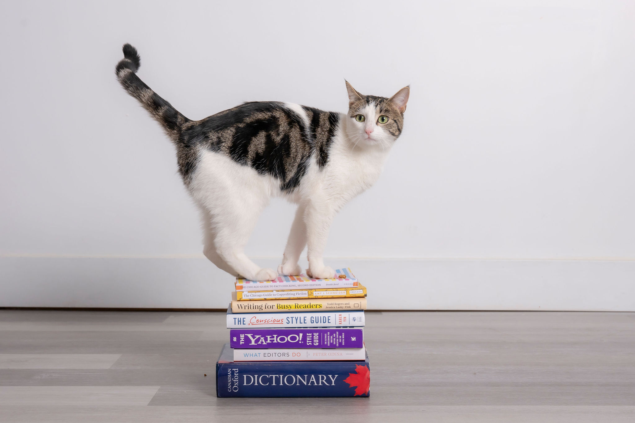 Cat on a pile of writing and editing books